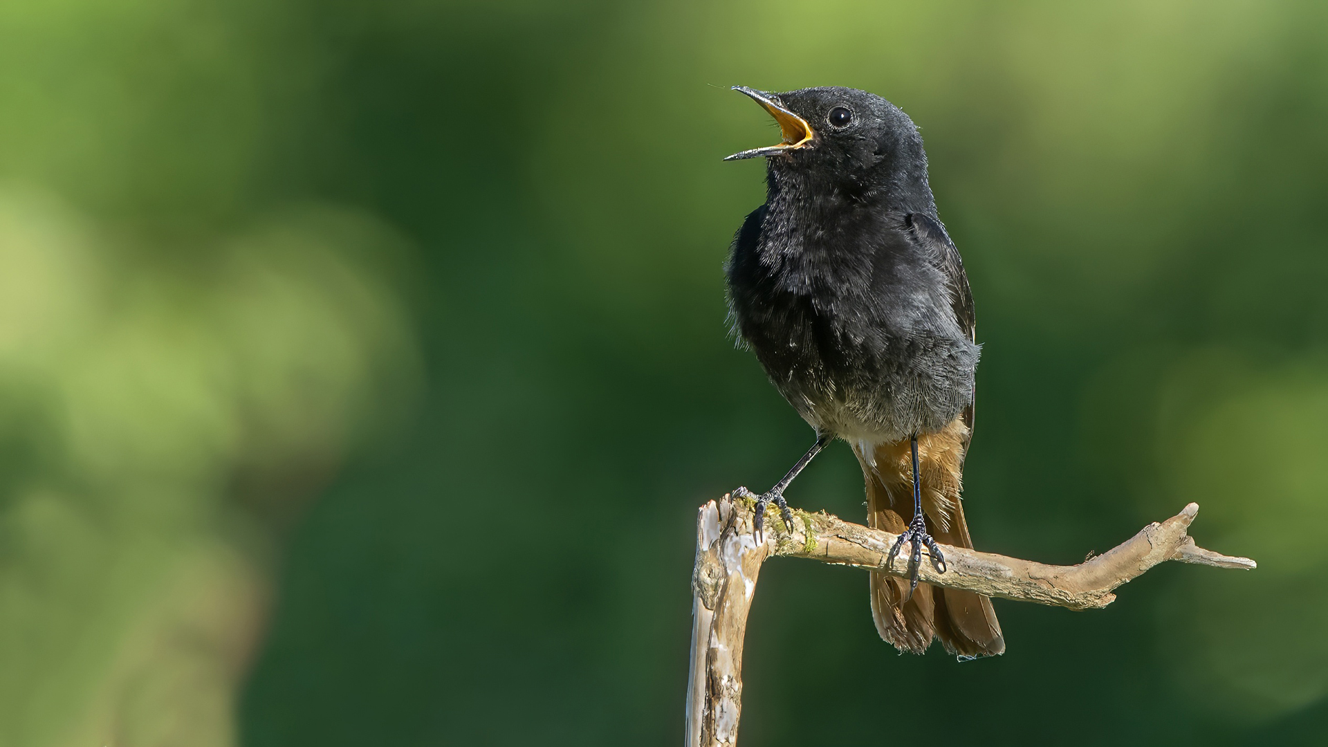 Black Redstart